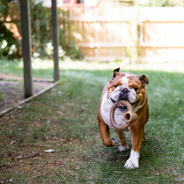 benebone-ring-gus_600x600.jpg
